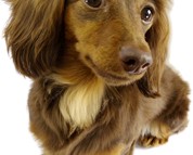 CHOCO-O カニンヘン ダックスフンド 2.8kg チョコ＆タン