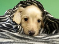 カニンヘン ダックスフンド クリーム男の子 カニンヘン ダックスフンド クリーム男の子