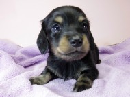カニンヘン ダックスフンド 子犬 ブラックタン 男の子