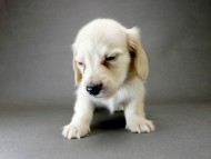 カニンヘン ダックスフンド 子犬 ピュアクリーム 男の子