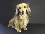 シェリー カニンヘンダックス 女の子