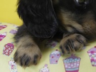 カニンヘン ダックスフンド 子犬 ブラックタン 男の子 カニンヘン ダックスフンド 子犬 ブラックタン 男の子