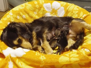 ハナビ(チャンピオン武蔵直娘) カニンヘンダックス 女の子 ハナビ(チャンピオン武蔵直娘) カニンヘンダックス 女の子