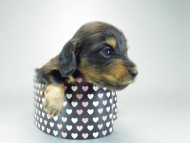 カニンヘンダックスフンド　ブラックタン　子犬　男の子♪