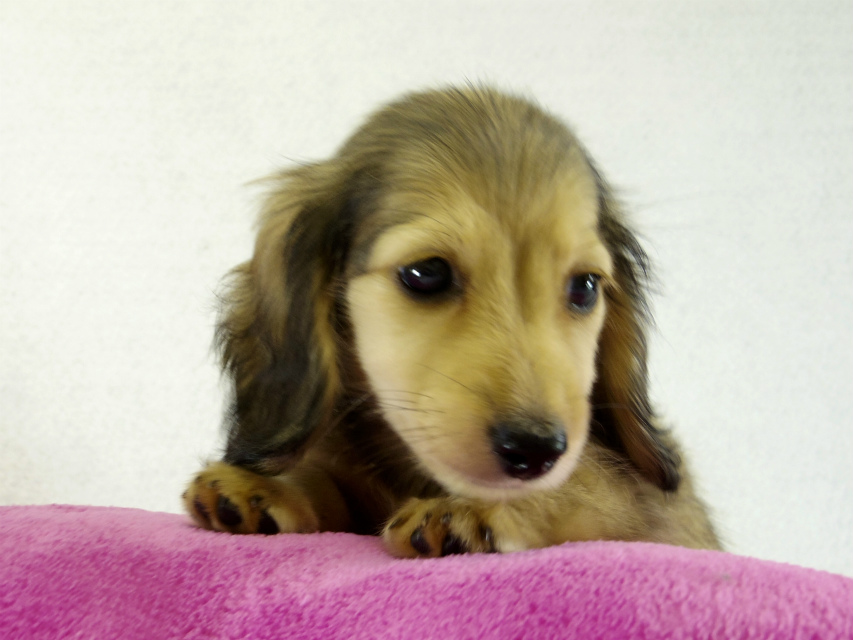 カニヘンダックス シェーデットクリーム 女の子 カニヘンダックス シェーデットクリーム 女の子