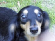 わらび カニンヘン ダックスフンド ブラック＆クリーム 女の子