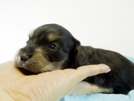 カニヘンダックス　仔犬　ブラッククリーム　男の子