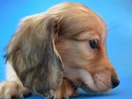 カニヘン　子犬　シェーデットクリーム男の子