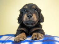 カニヘン　子犬　ブラタン男の子