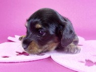 カニヘンダックス 子犬 ブラックタン女の子 カニヘンダックス 子犬 ブラックタン女の子