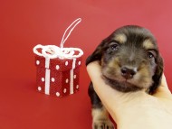 カニヘンダックス　子犬　ブラクリ男の子