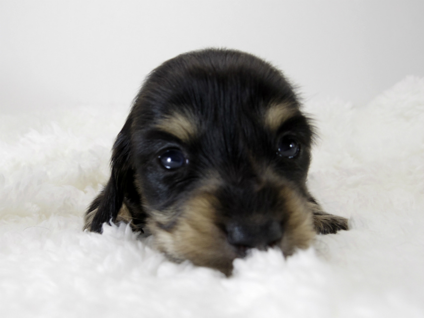 カニンヘン ダックスフンド 子犬 ブラッククリーム 女の子 カニンヘン ダックスフンド 子犬 ブラッククリーム 女の子