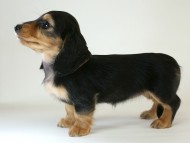 カニヘン　子犬　ブラタン女の子