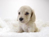 カニンヘン サリー.Tiの赤ちゃん 4/9生まれ ピュアクリーム 男の子1 カニンヘン サリー.Tiの赤ちゃん 4/9生まれ ピュアクリーム 男の子1