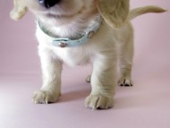 カニンヘン ダックスフンド 子犬 ピュアクリーム 男の子