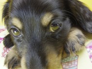 カニンヘン ダックスフンド 子犬 ブラックタン 男の子