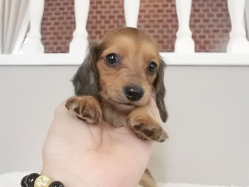 カニンヘンダックスフンド メイ & 竹千代の子犬 レッド 女の子