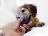 カニヘンダックス シェーデットレット 男の子 カニヘンダックス シェーデットレット 男の子