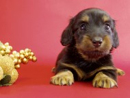 カニヘンダックス　子犬　ブラックタン女の子