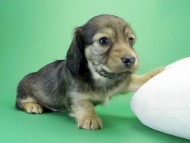 カニンヘンダックス　子犬　シェーデットクリーム男の子