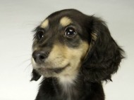 カニンヘン ダックスフンド 子犬 ブラッククリーム男の子