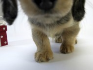 カニンヘン ダックスフンド 子犬 シェーデットクリーム 男の子 カニンヘン ダックスフンド 子犬 シェーデットクリーム 男の子