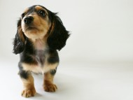 カニヘン　子犬　ブラタン女の子