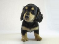 カニヘン　子犬　ブラクリ男の子