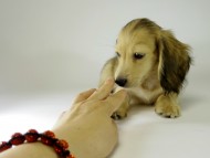 カニンヘンダックス　子犬　シェーデットクリーム男の子