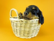 カニヘン　子犬　ブラック＆タン　男の子