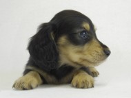 カニヘン　子犬　ブラクリ男の子