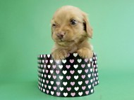 カニヘンダックス　仔犬　ゴールド女の子