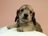 カニンヘーン ダックスフンド 子犬 シェーデットクリーム男の子 カニンヘーン ダックスフンド 子犬 シェーデットクリーム男の子