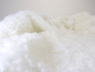 カニンヘン サリー.Tiの赤ちゃん 4/9生まれ ピュアクリーム 男の子1