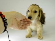 カニンヘンダックス　子犬　シェーデットクリーム男の子