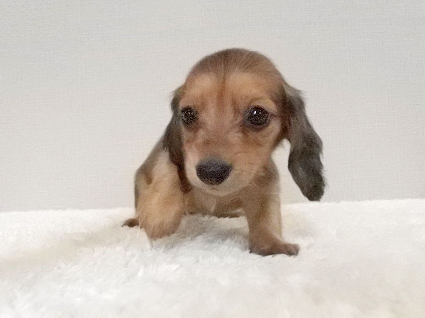 カニンヘンダックスフンド メイ & 竹千代の子犬 レッド 女の子