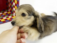 カニンヘンダックス 子犬 シェーデットクリーム女の子 カニンヘンダックス 子犬 シェーデットクリーム女の子