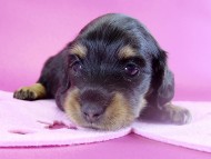 カニヘンダックス 子犬 ブラックタン女の子 カニヘンダックス 子犬 ブラックタン女の子