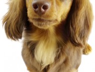 CHOCO-O カニンヘン ダックスフンド 2.8kg チョコ＆タン