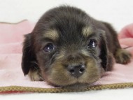 カニンヘン　子犬　ブラッククリーム女の子