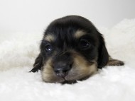 カニンヘン ダックスフンド 子犬 ブラッククリーム 女の子