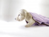 カニンヘン ダックスフンド 子犬 クリーム 男の子