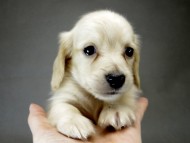 カニンヘン ダックスフンド 子犬 ピュアクリーム 男の子