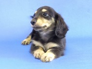 カニヘン　子犬　ブラクリ男の子