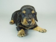 カニンヘンダックスフンド ブラックタン 子犬 男の子♪ カニンヘンダックスフンド ブラックタン 子犬 男の子♪