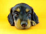 カニヘン　子犬　ブラック＆タン　男の子