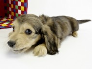 カニンヘンダックス　子犬　シェーデットクリーム女の子