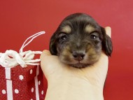 カニヘンダックス　子犬　ブラクリ男の子