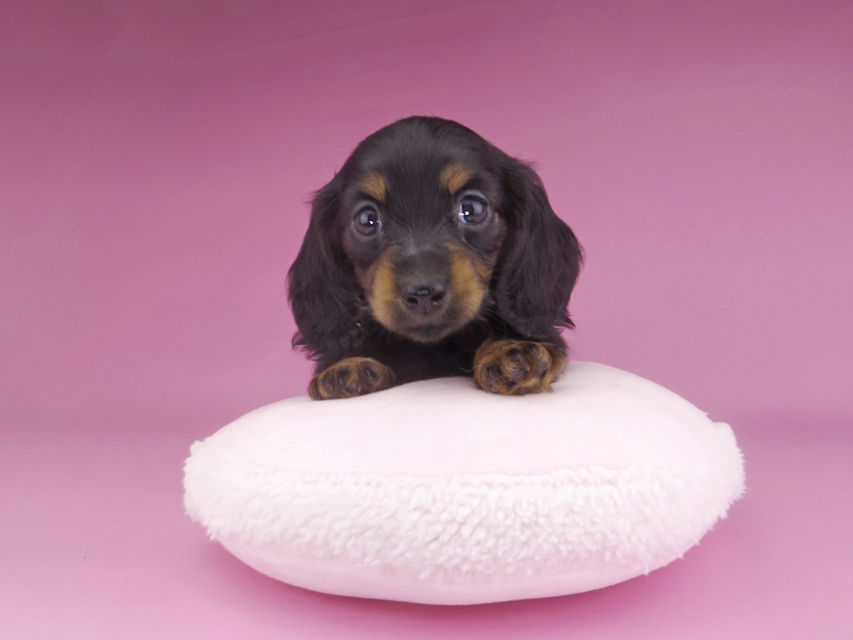 カニンヘンダックスフンド KT & ブルースの子犬 ブラックタン 女の子029 カニンヘンダックスフンド KT & ブルースの子犬 ブラックタン 女の子