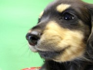 カニンヘンダックス 子犬 ブラック&クリーム男の子 カニンヘンダックス 子犬 ブラック&クリーム男の子